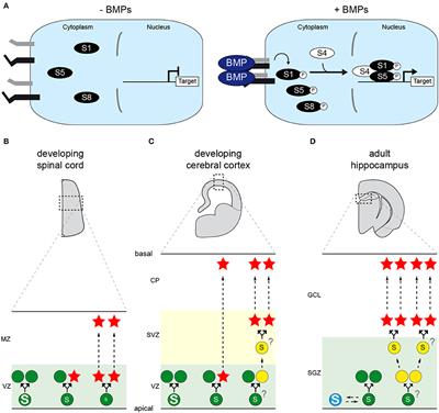 BuMPing Into Neurogenesis: How the Canonical BMP Pathway Regulates Neural Stem Cell Divisions Throughout Space and Time